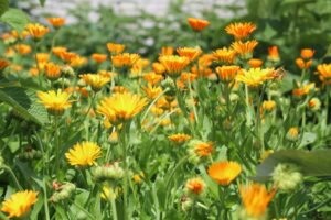 Calendula officinalis Plantation