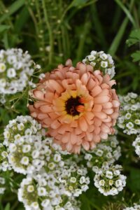 Sweet Alyssum Mix with Zinnia 