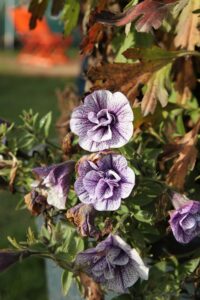 Deadheading Petunia Flowers