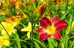 Daylilies flowers in red color