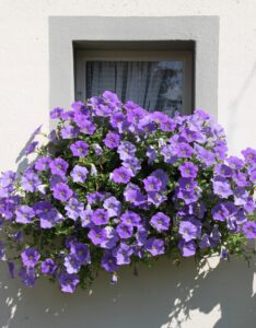 A Fuller Petunia Plant in blue color flower