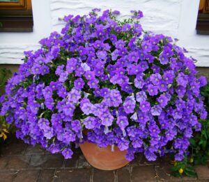 Fuller Petunia Cultivars 