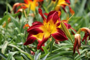 Daylilies flowering Plant Propagation