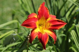 Daylilies Cultivar Pardon Me