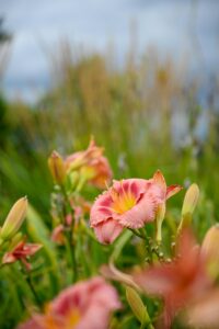 Daylilies Flower Cultivar Hush Little Baby