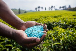 Fertilizer Application for Fuller Petunia 