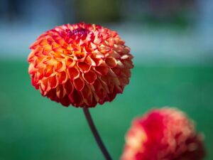 Dahlia Flowers Beautiful color