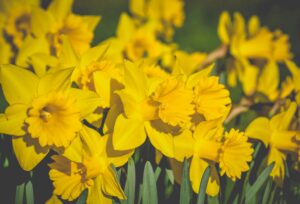 Daffodil Flower in Yellow Color