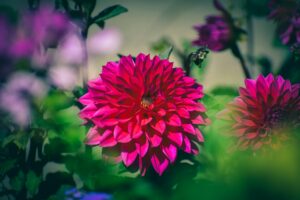 Dahlia Flowers in Garden