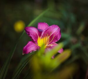 Daylilies Cultivar Purple de Oro