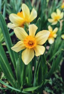 Daffodils Flowering Plant