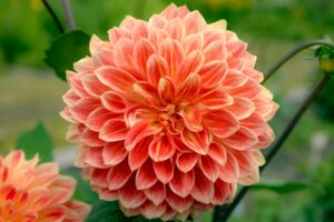 Dahlia flowers care and Growing guide