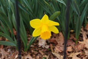 Garden Display of Daffodils Flower