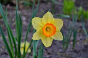 Soil Requirement of Daffodils 