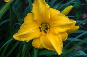 Coreopsis flower in Yellow Color