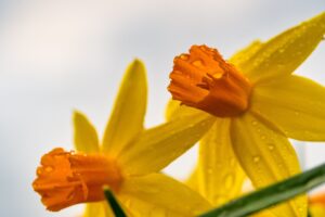 Sunlight requirement of Daffodils 