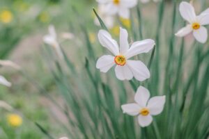 Daffodils Flower Gardening