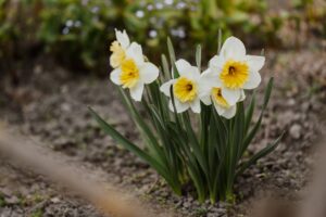 Soil and Water Requirements of Daffodil Flowers