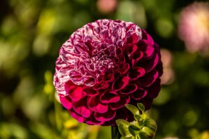 Dahlia Flower Cultivars 