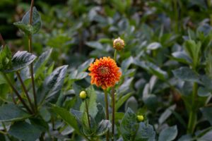 Dahlia Flowering Plant