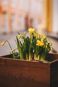 Container Grown Daffodils Flower