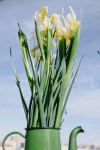 Daffodils Flowering Plant