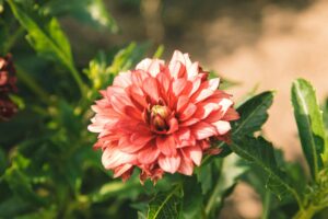 Dahlia Cultivars Gallery Pablo'