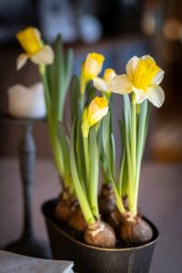 Daffodils Bulb