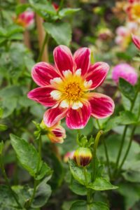 Dahlia Flowers