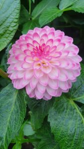 Dahlia Flowers in Pot