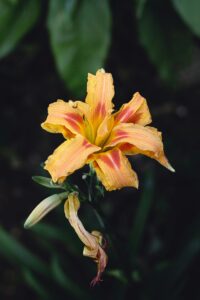 Daylilies Flower Cultivar Bonanza