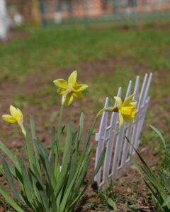 Natural Sowing of Daffodils Flower