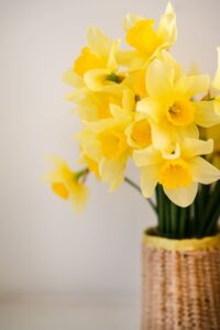 Daffodils Flower Indoor Forcing 