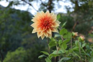 Stalking of Dahlia Flowers