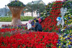 Red Salvia Used in Landscape