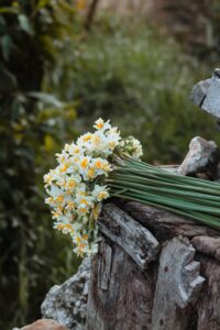 Daffodils Cut Flower