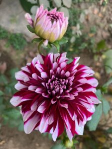 Soil Requirement of Dahlia Flowers