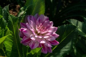 Sunlight requirement of dahlias