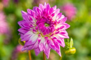 Dahlia Flower Cultivars Ferncliff Illusion