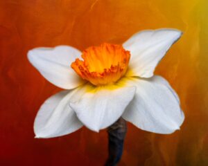 Daffodils Flowering in White Color