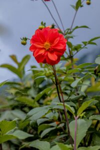 Dahlia Cultivars 'Bishop of Llandaff'