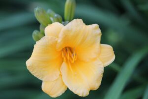 Daylilies Cultivar Stella de Oro