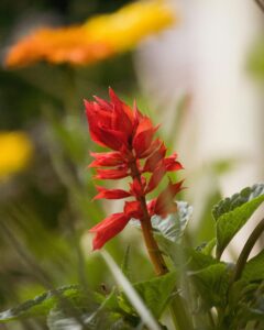 Red Salvia Flowering Plant 