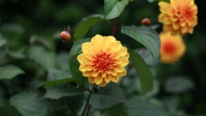 Dahlia Flowers in yellow color