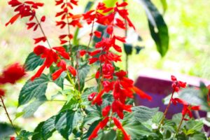 Red Salvia Flowering Plant 