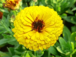 Calendula Flowers Growing Guide