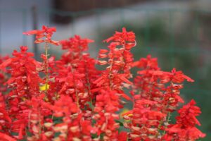 Red Salvia Flowers Growing Guide