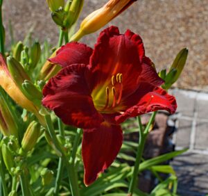 Daylilies Flower Beauty