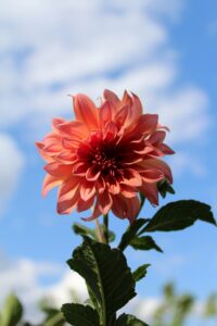 Dahlia Flowers Growing Guide