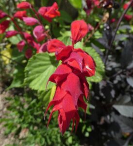 Red Salvia Flowers in red color